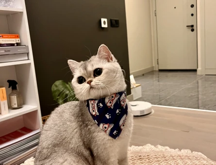 British Shorthair Dişi Kedime Eş Arıyorum - 118968833