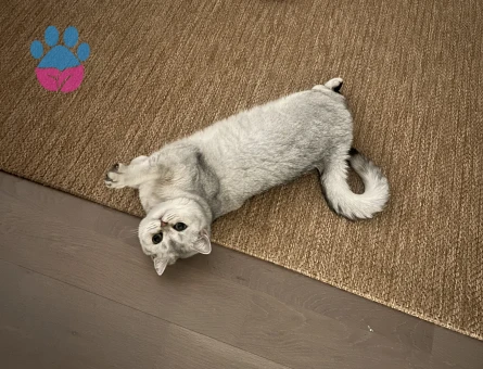 British Shorthair Dişi Kedime Eş Arıyorum