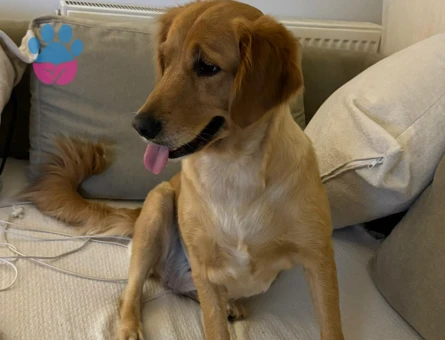 Uslu bambi Eş Arıyor