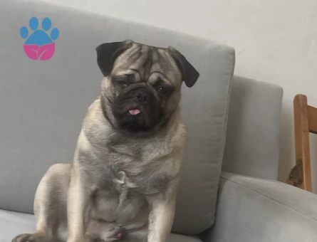Oğlumuz oso’ya dişi pug arıyoruz