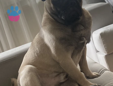 Oğlumuz oso’ya dişi pug arıyoruz