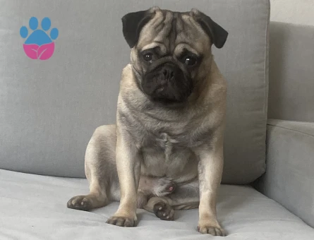 Oğlumuz oso’ya dişi pug arıyoruz