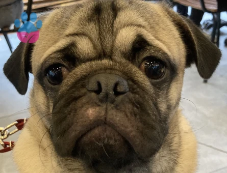 Oğlumuz oso’ya dişi pug arıyoruz