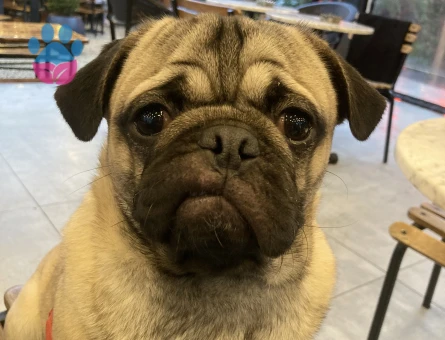 Oğlumuz oso’ya dişi pug arıyoruz