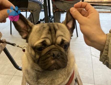 Oğlumuz oso’ya dişi pug arıyoruz