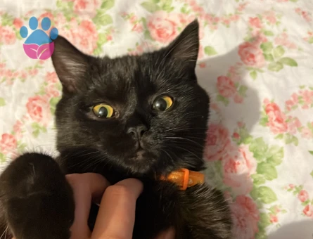 1 Yaşında British Shorthair Kedim Eş Arıyor