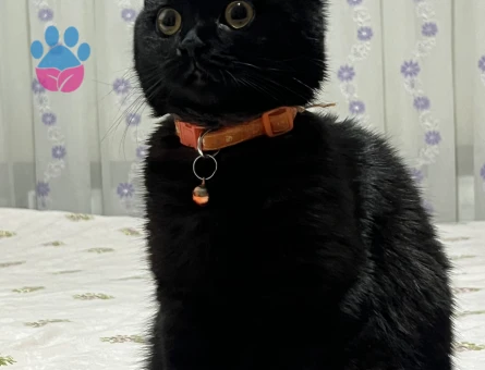 1 Yaşında British Shorthair Kedim Eş Arıyor