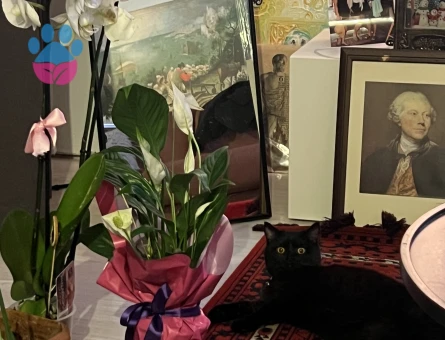 1 Yaşında British Shorthair Kedim Eş Arıyor
