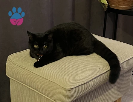 1 Yaşında British Shorthair Kedim Eş Arıyor