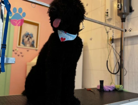 Toy Poodle 2 Yaşında İzmir ve Çevresi Eş Aranıyor