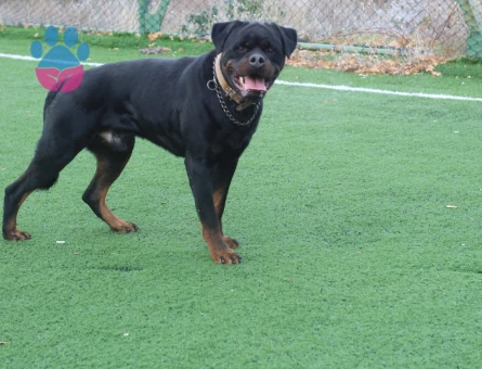 Rottweiler 1 Yaşında Eş Arıyorum