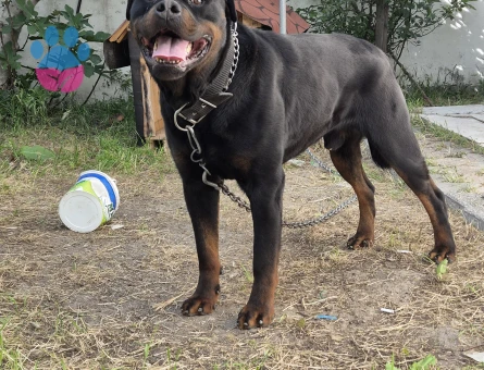 Rottweiler 1 Yaşında Eş Arıyorum