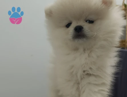 Promerian Boo 2 Aylık Yuva Arıyor