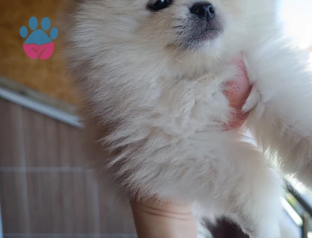 Promerian Boo 2 Aylık Yuva Arıyor