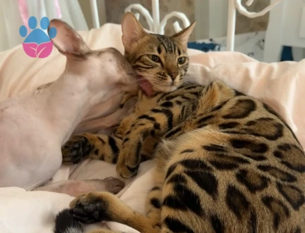Bengal kızıma eş arıyorum