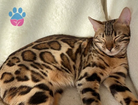 Bengal kızıma eş arıyorum