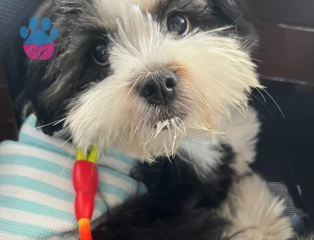 Shih Tzu Oğluma Eş Arıyorum