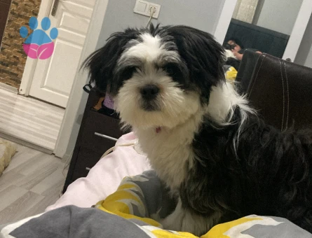 Shih Tzu Oğluma Eş Arıyorum