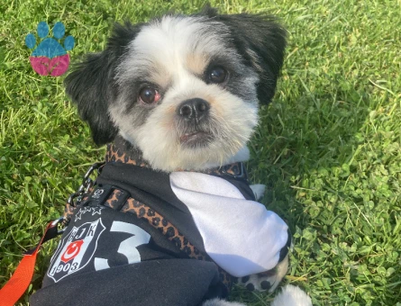 Shih Tzu Oğluma Eş Arıyorum