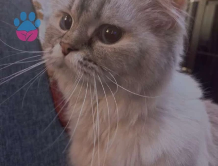 Ragdoll 1 Yaşında Dişi Kızgınlıkta