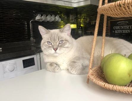 British shorthair 1 yaşında Kedime Eş Arıyorum - 118969666