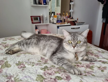 British Sorthair kedim için erkek kedi arıyorum - 118969667