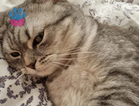 British Sorthair kedim için erkek kedi arıyorum