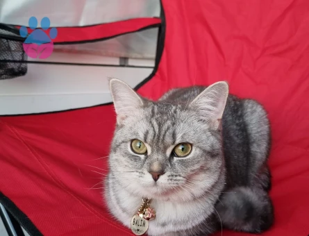 British Sorthair kedim için erkek kedi arıyorum