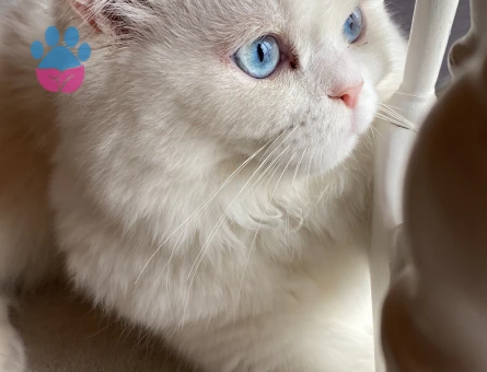 Oğlumuza gelin arıyoruz