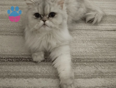 Eş kedi