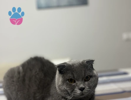 Scottish Fold