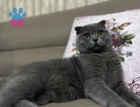 Scottish Fold
