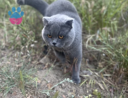 Scottish Fold