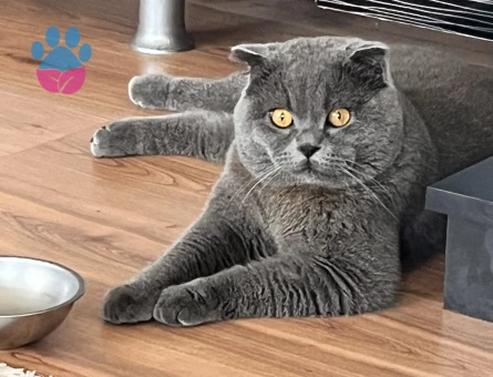 Scottish Fold