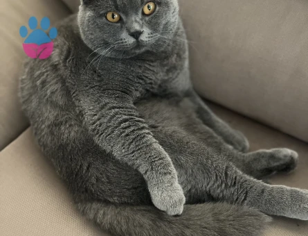 Scottish Fold