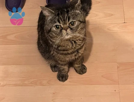 EXOTİCSHORTHAİR OĞLUŞ İZMİR