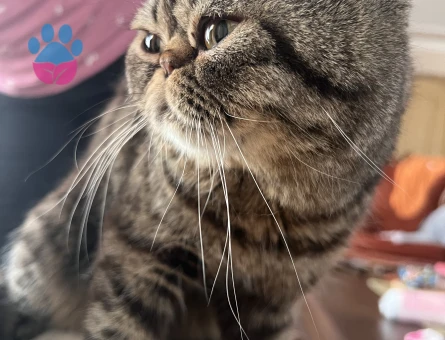 EXOTİCSHORTHAİR OĞLUŞ İZMİR