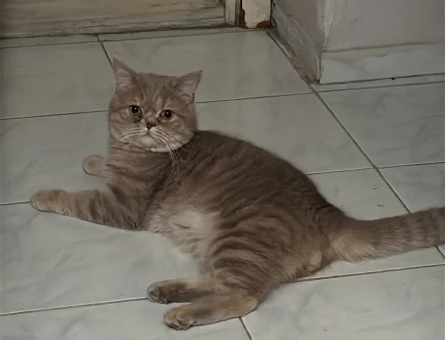 1 yaşında british shorthair - 118977833