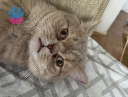 1 yaşında british shorthair