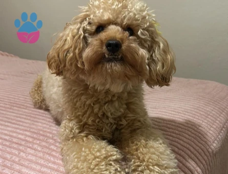 Oğlumuza arkadaş arıyoruz