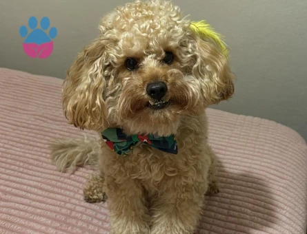 Oğlumuza arkadaş arıyoruz