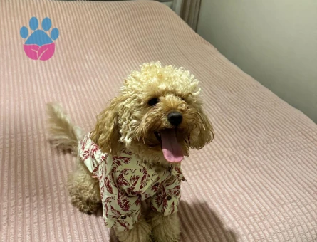 Oğlumuza arkadaş arıyoruz