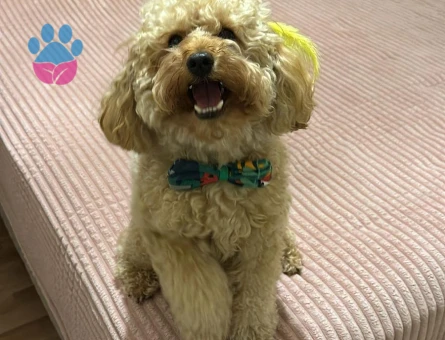 Oğlumuza arkadaş arıyoruz