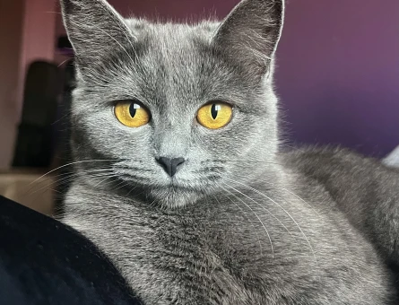 Dişi kedimize çifleşmek için Erkek kedi arıyoruz - 118977836