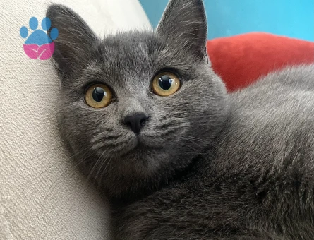 Dişi kedimize çifleşmek için Erkek kedi arıyoruz