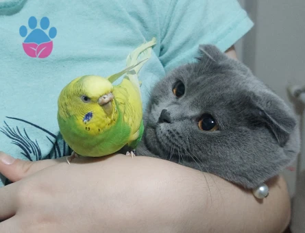 Scotish Fold dişi kedime eş arıyorum