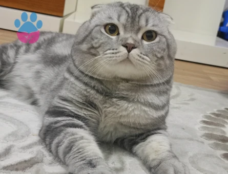 Scottish Fold 1 Yaşında Erkek kızgınlıkta