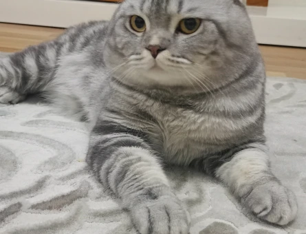 Scottish Fold 1 Yaşında Erkek kızgınlıkta - 118984184
