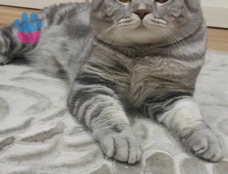 Scottish Fold 1 Yaşında Erkek kızgınlıkta
