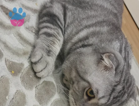Scottish Fold 1 Yaşında Erkek kızgınlıkta